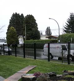 Cedar Hedge - Before