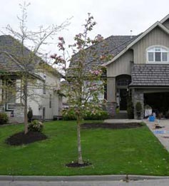South Surrey home before Fabulous Flower Beds