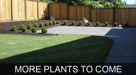 Backyard renovation / makeover - South Surrey